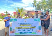 Momentum Idul Adha, PT GKP Tebar 19 Ekor Kurban untuk Perkuat Perekonomian Lokal