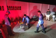 Evakuasi Tengah Malam, Tim Rescue Damkar Kendari Amankan Ular di Lahundape Kendari Barat