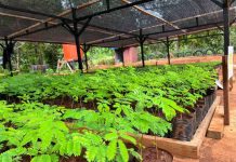 Dari Data ke Aksi, PT GKP Gunakan Monitoring Biodiversitas untuk Pengelolaan Lingkungan Wawonii