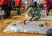 Perkuat Ketahanan Pangan dan Pengendalian Inflasi, Wali Kota Kendari Siska Dorong Gerakan Tanam Cabai di Lahan Kosong