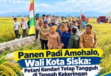 Panen Padi Amohalo, Wali Kota Siska: Petani Kendari Tetap Tangguh di Tengah Kekeringan